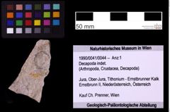 Foto (Objekt + Etiketten) von Decapoda indet. (NHMW-GEO-1990-0041-0044)